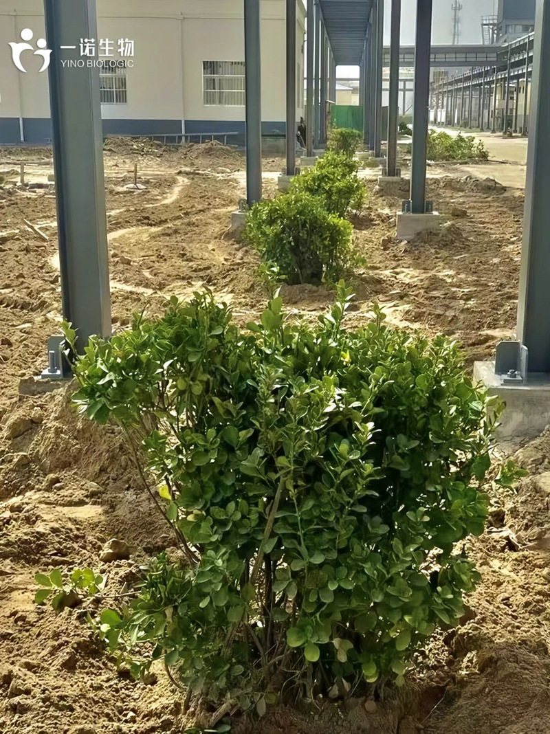 綠色工廠實踐,綠色工廠建設,生物基材料廠家,生產(chǎn)廠家